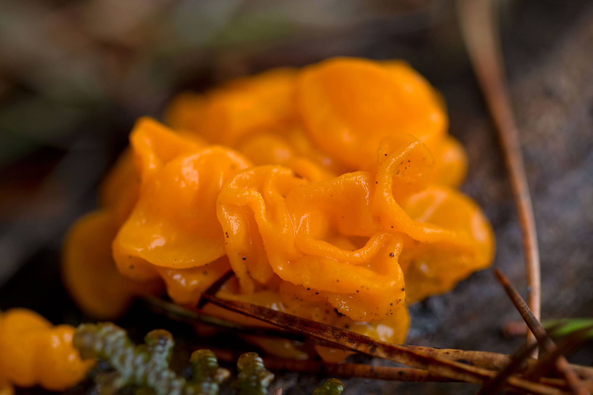 Witch's butter FWS.gov